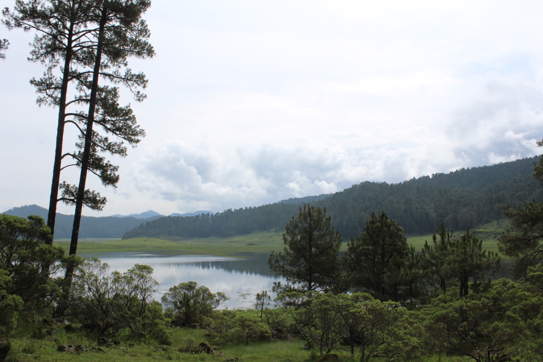 Por una nueva política forestal que favorezca la gestión comunitaria de los territorios forestales y sus iniciativas de conservación, protección y manejo de los bosques y selvas