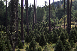 Árboles de navidad en la Reserva Forestal El Manantial