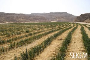 Un proyecto de Sekem para reverdeder el desierto