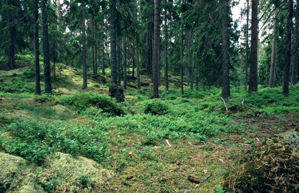 manejo-forestal-conservacion-biodiversidad