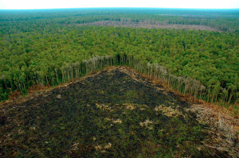 restaurar-sus-bosques-traeria-ganancias-millonarias-para-america-latina