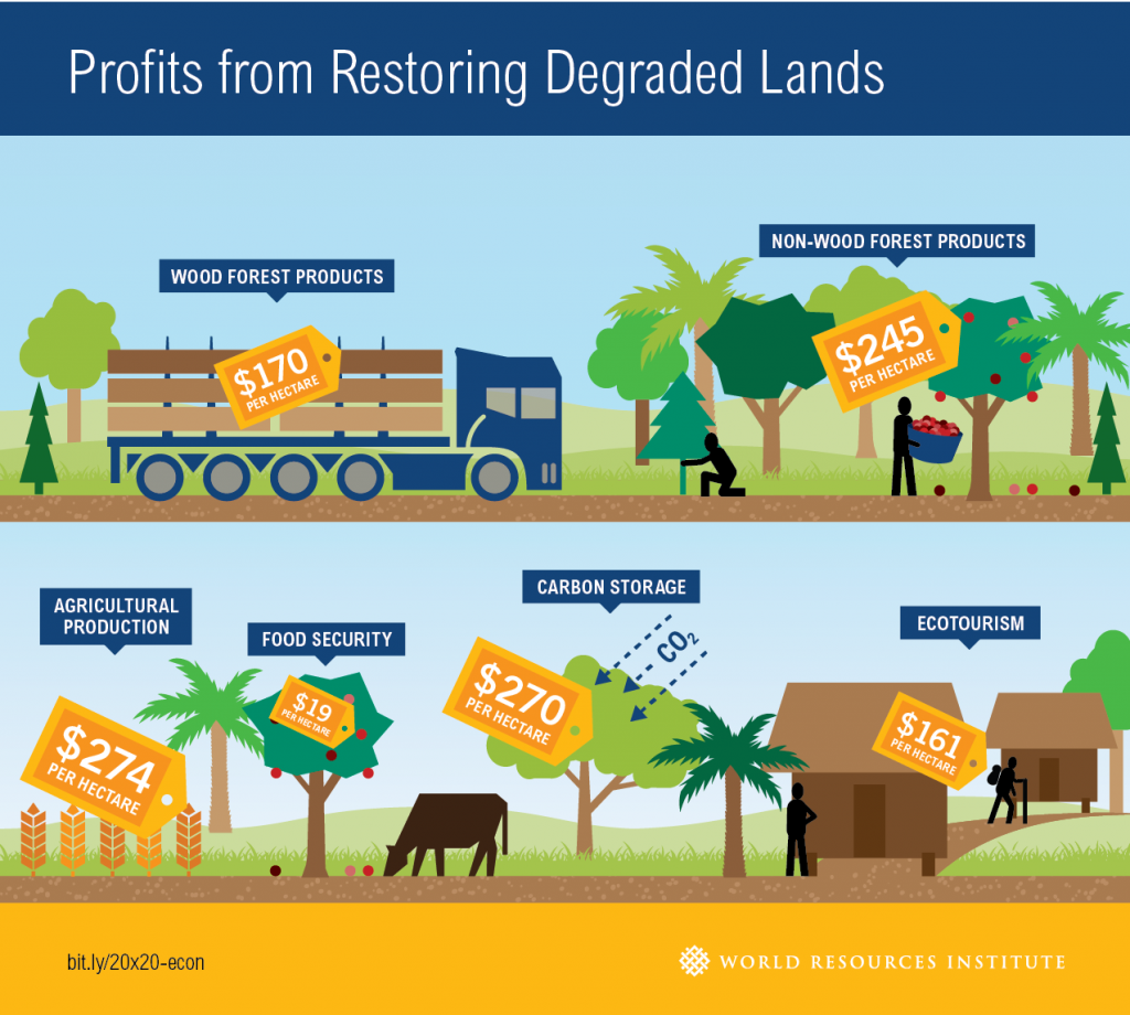 Restaurar sus bosques traería ganancias millonarias para América Latina wri
