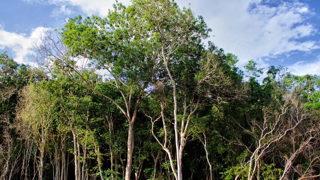 Recuperar tejido social y detener deforestacion manejo forestal comunitario sustentabilidad Mexico