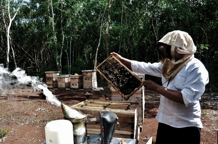 apicultura-peninsula-yucatan-sostenible