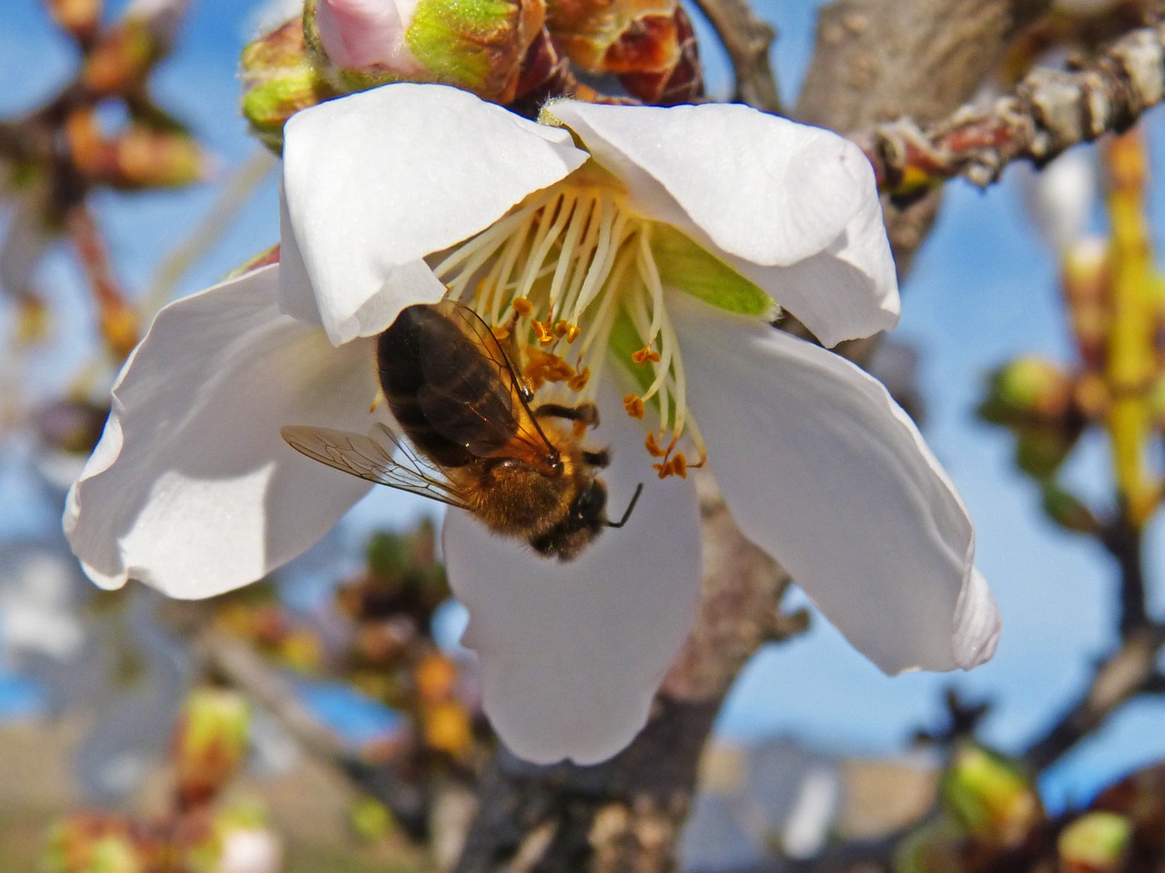 Para evitar la extinción de las abejas, urge cambiar el paradigma de producción agrícola