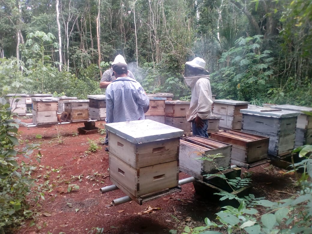 Nueva fumigación aumenta mortandad de abejas en más ejidos de José María Morelos, Quintana Roo