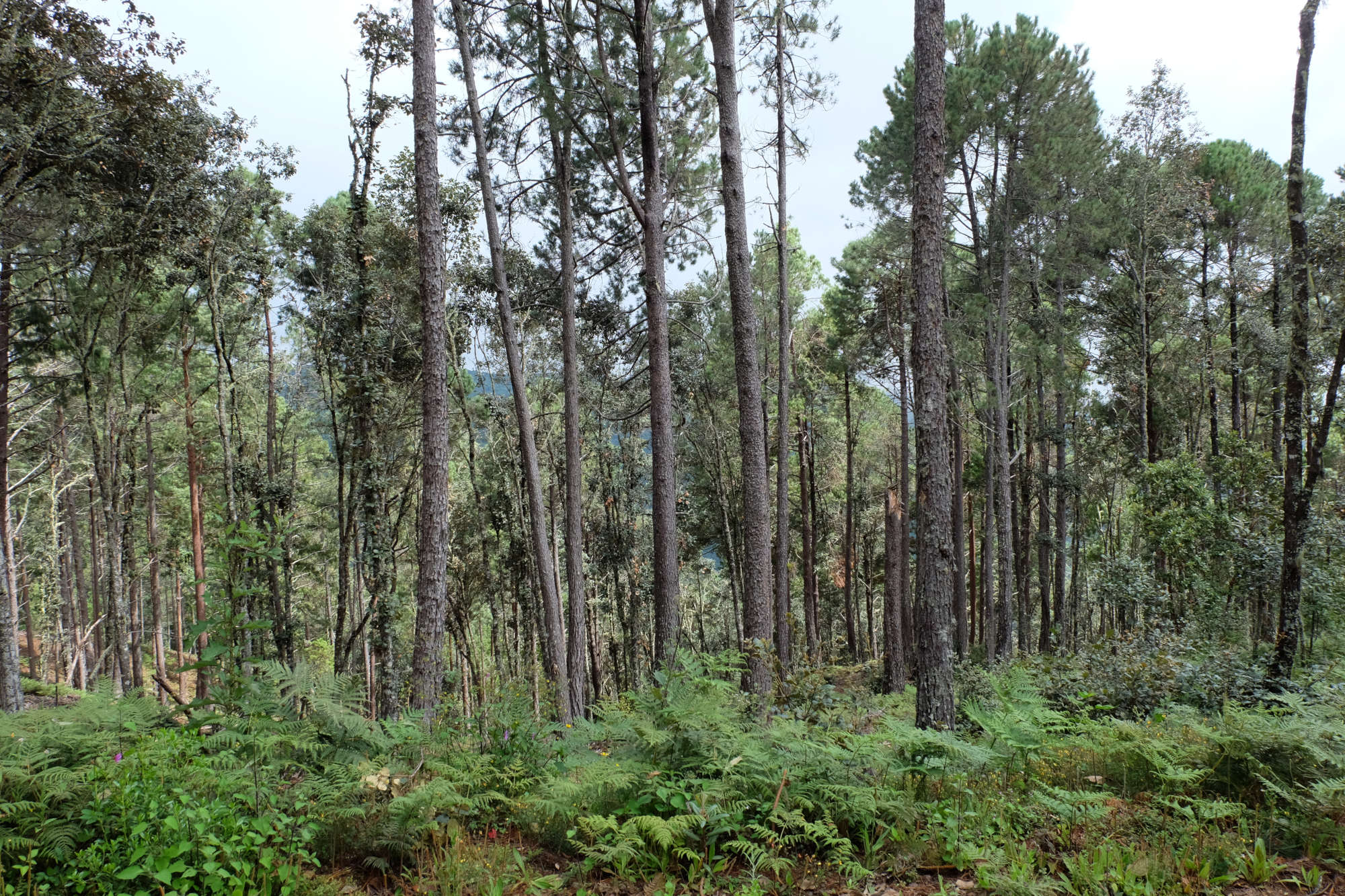 San Pablo Macuiltianguis: manejo forestal comunitario para frenar la migración