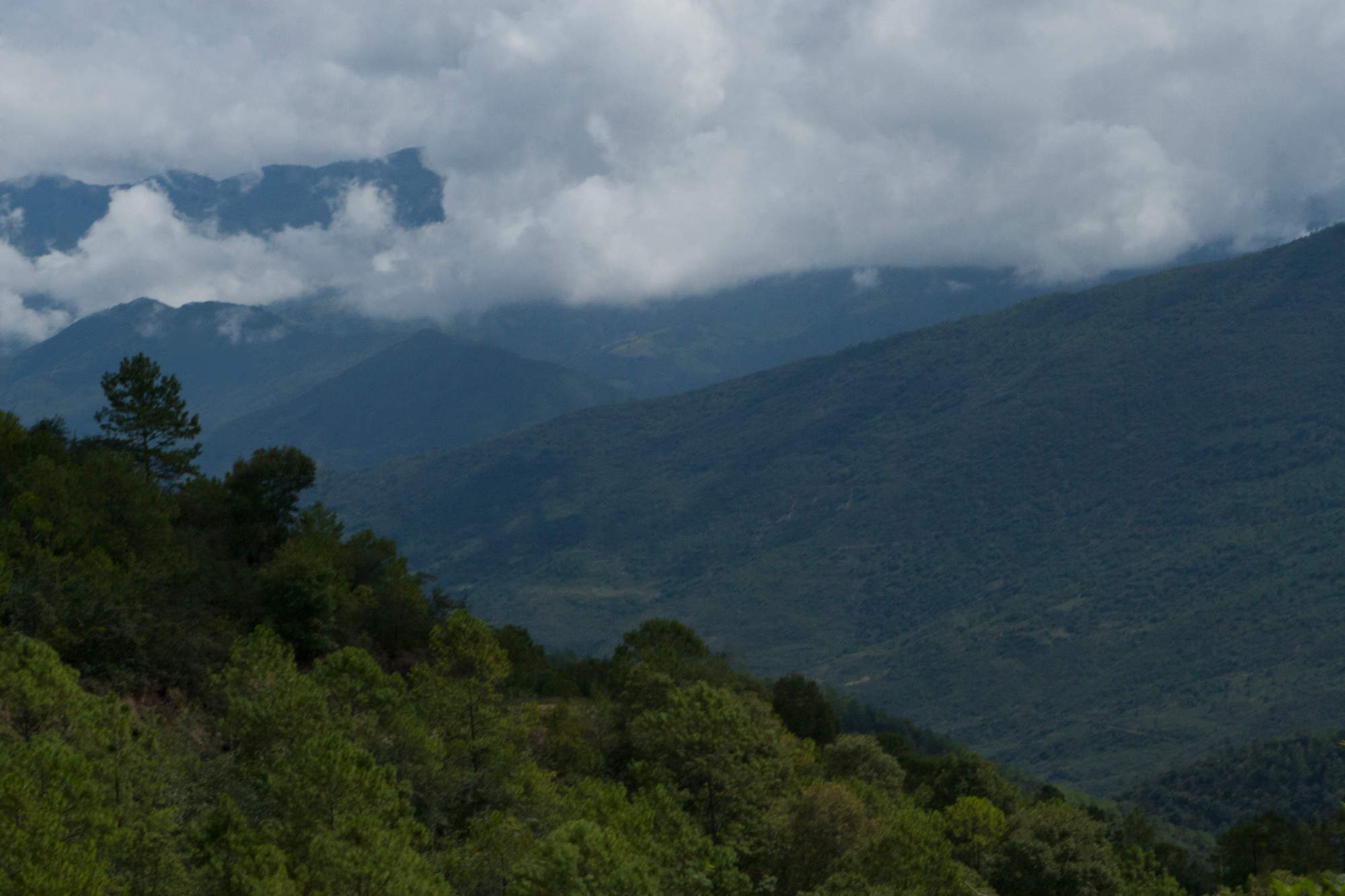 Las comunidades forestales de Oaxaca, ejemplo en el mundo