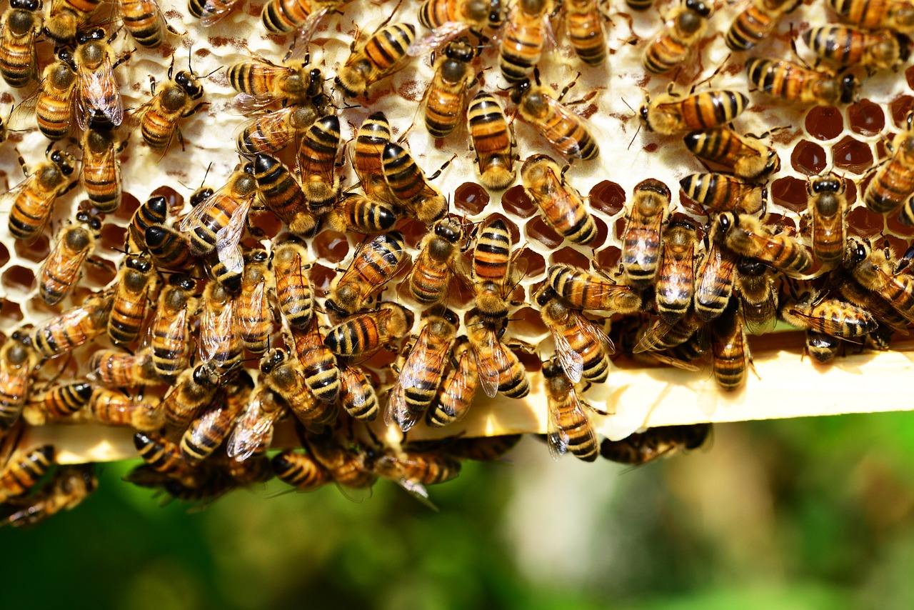 Empresario que provocó la muerte masiva de abejas en ejido maya de Quintana Roo, dijo que cerrará su plantío de chile   