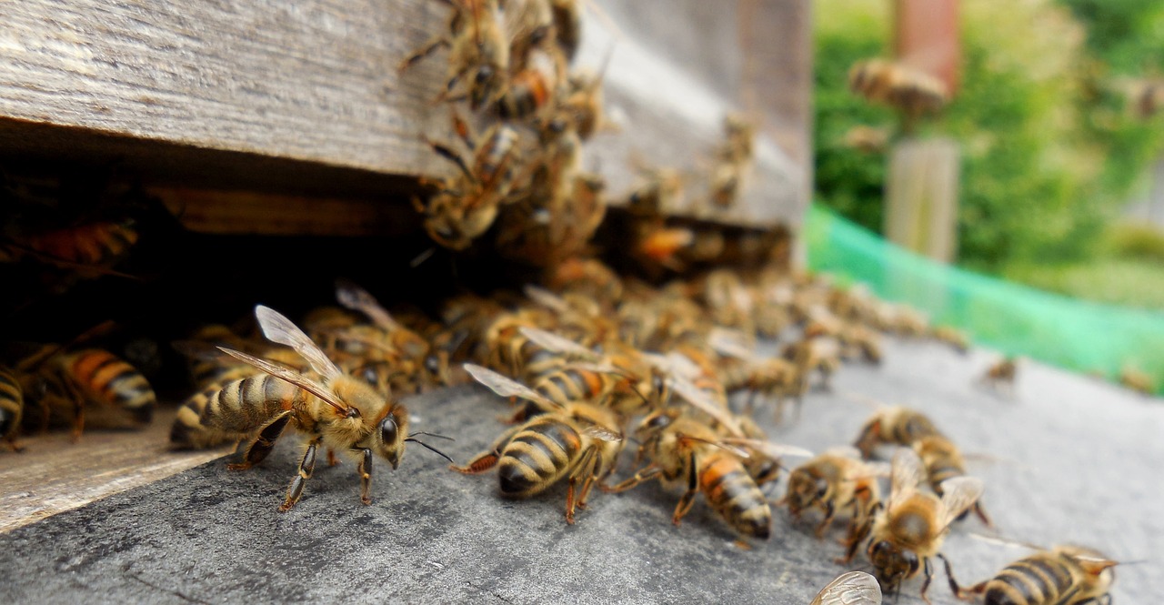 ¿Qué está matando a las abejas y qué hacemos para detener la perdida de polinizadores?