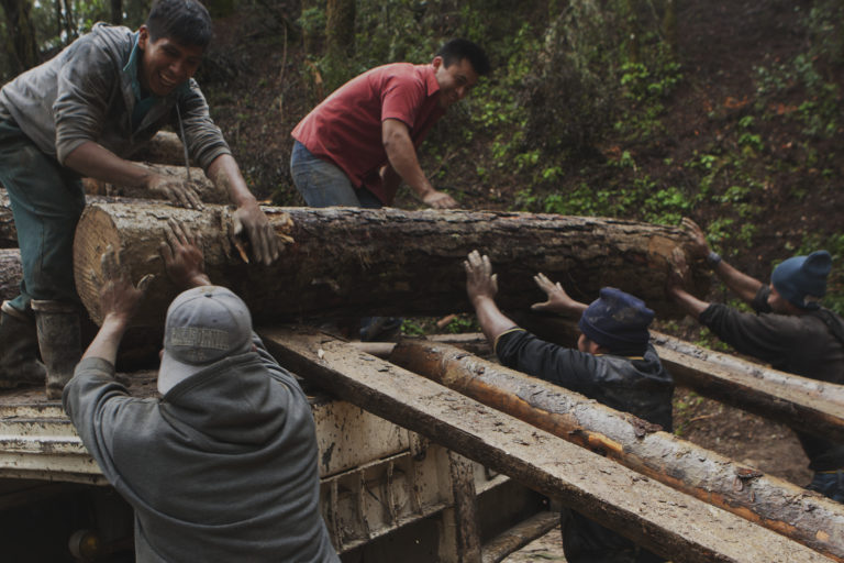 La política forestal enfrenta una seria escasez de recursos, urge invertir mejor el presupuesto ...