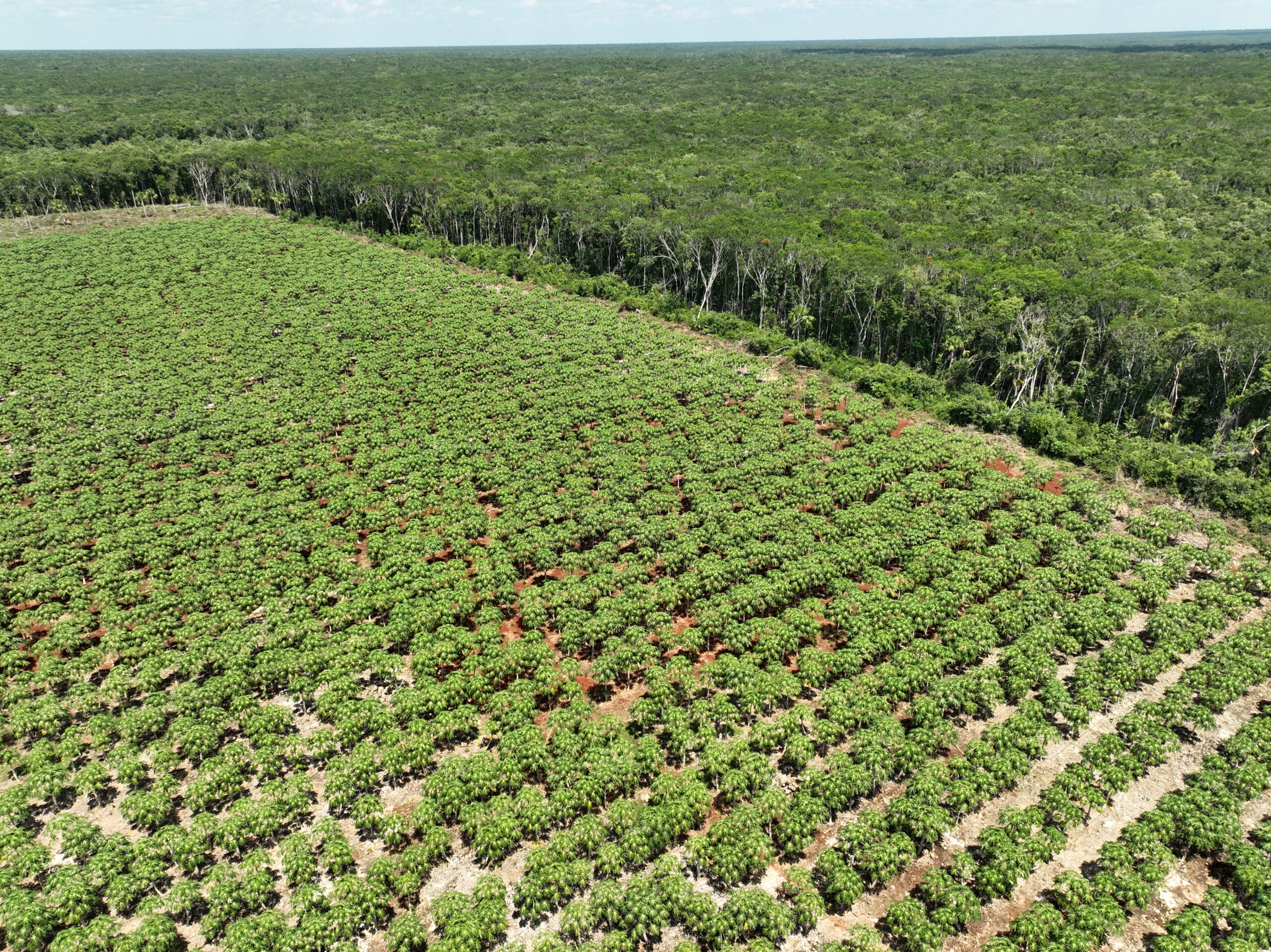 Políticas públicas y programas gubernamentales han promovido históricamente el cambio de uso de suelo en la península de Yucatán
