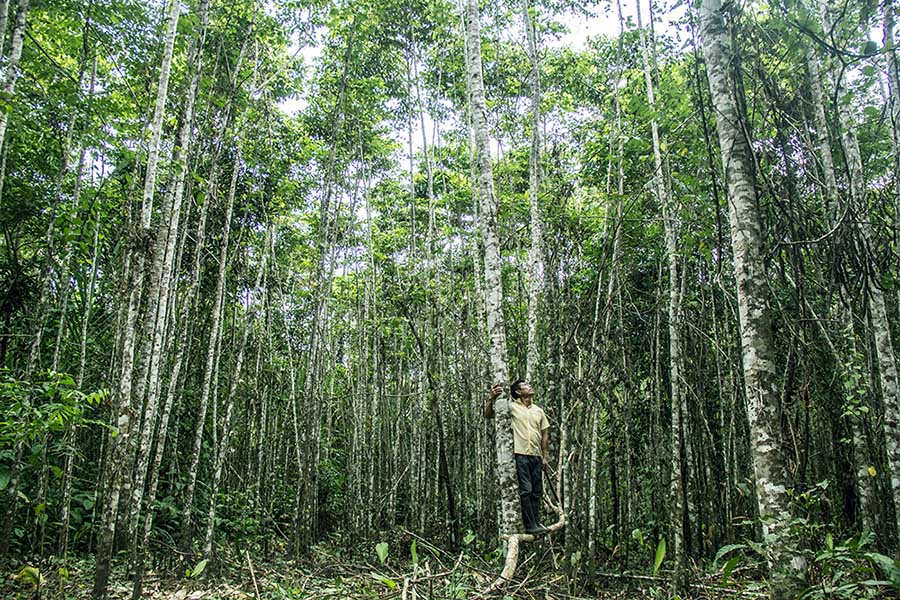 Manejo forestal sustentable: la solución ignorada para el desarrollo rural y la mitigación de cambio climático