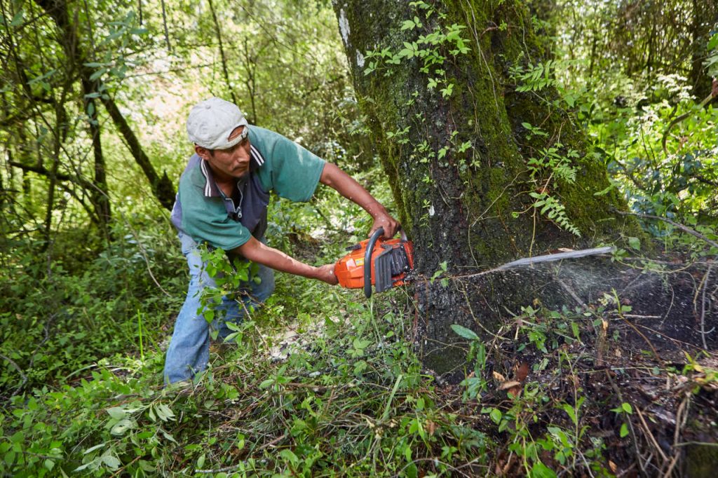 Vivir En El Bosque Fotogalería Consejo Civil Mexicano Para La Silvicultura Sostenible 2169