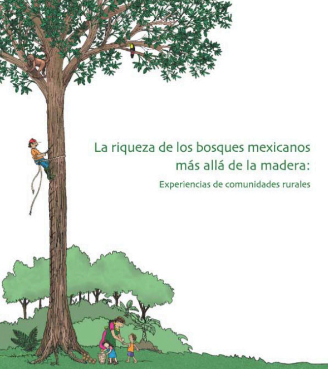 La riqueza de los bosques mexicanos más allá de la madera: experiencias de comunidades rurales