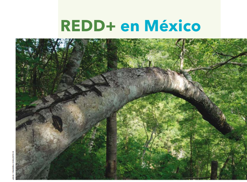 REDD+ en México (2010)