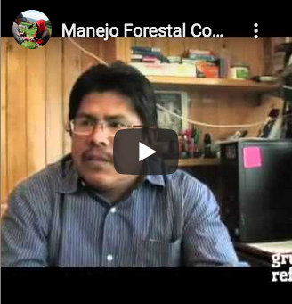Manejo Forestal Comunitario – Grupo Reforma
