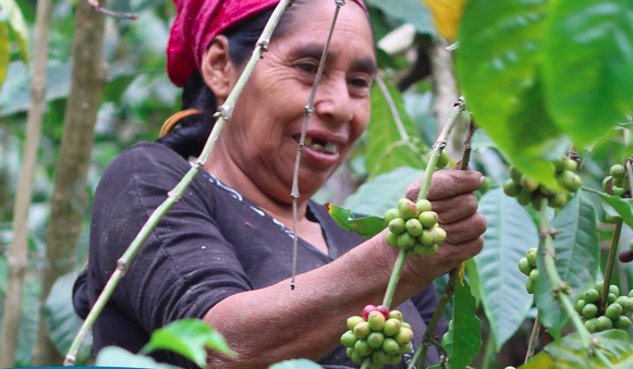 Café Sierra Verde: la cooperativa que le apuesta a la equidad de género y la protección de la biodiversidad