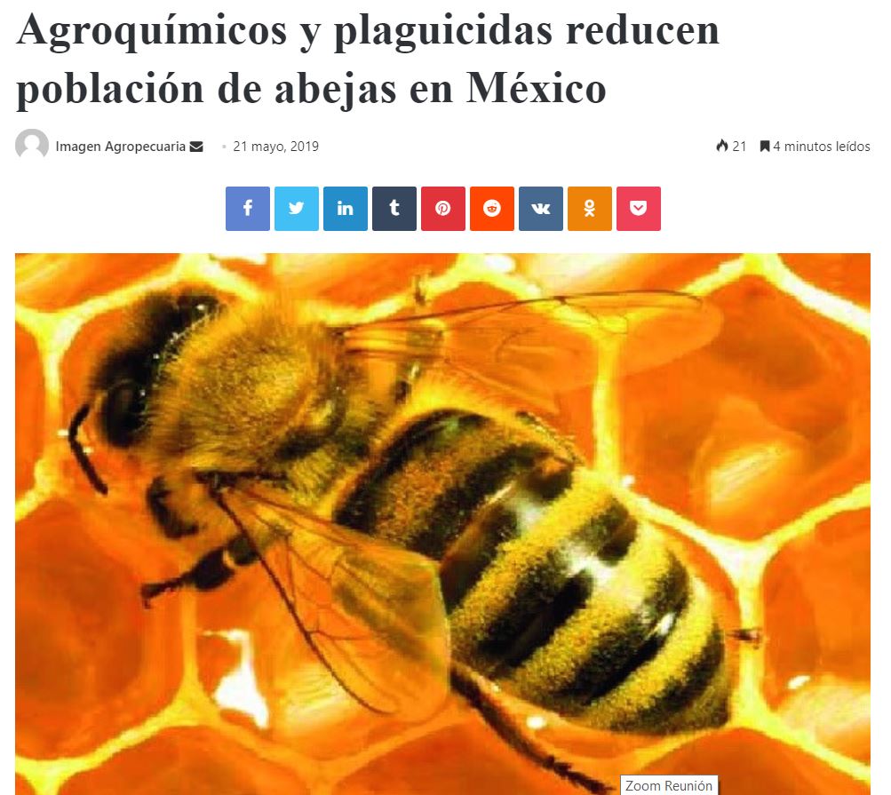 Agroquímicos y plaguicidas reducen población de abejas en México