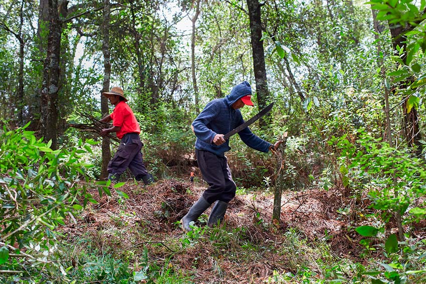 Manejo forestal comunitario en Amanalco: vivir del bosque y para el bosque