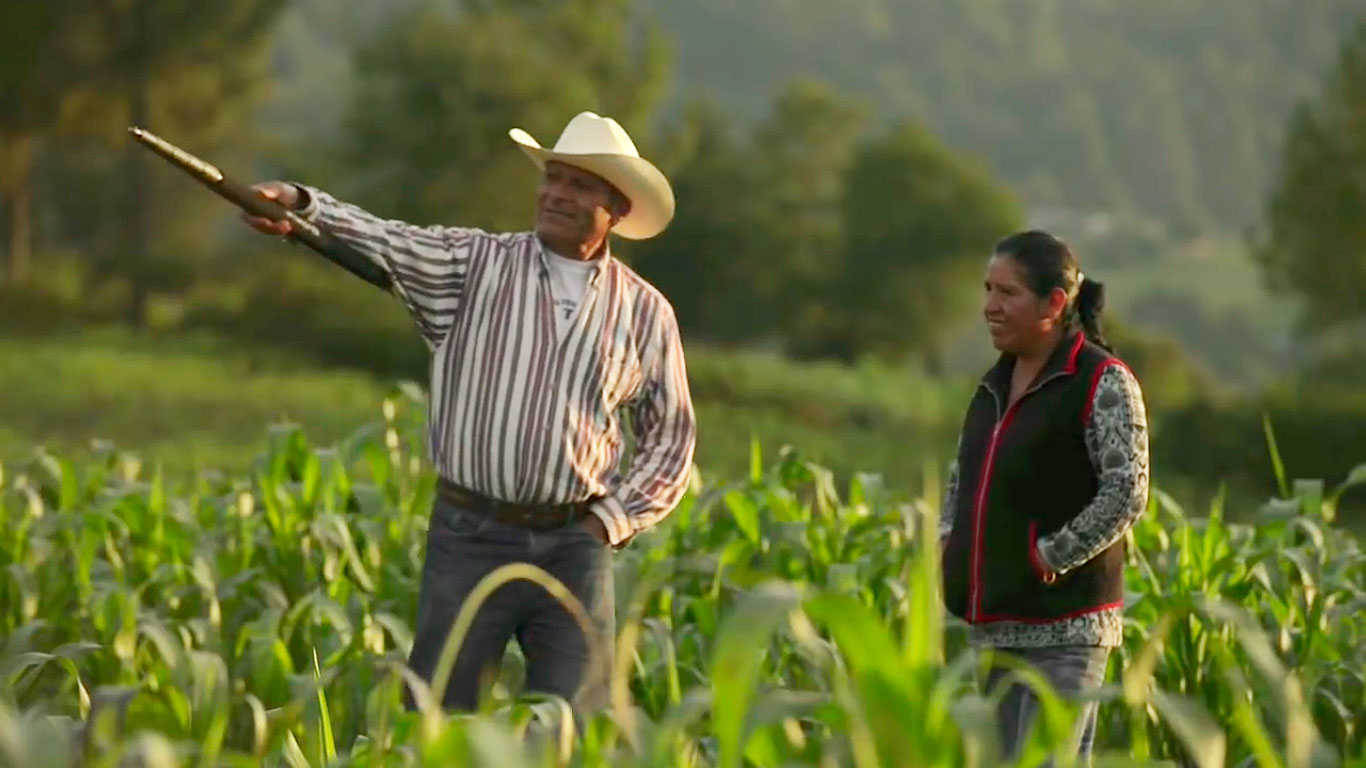 La milpa en la cuenca de Amanalco: recuperando prácticas agrícolas antiguas para salvar los bosques de México