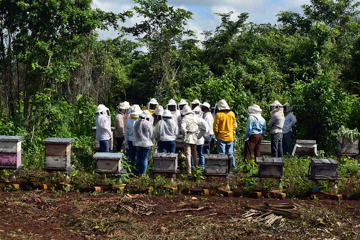 Apicultura en la Península de Yucatán: vivir de la selva de forma sostenible