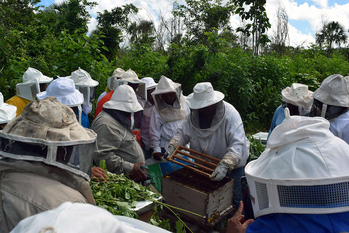 Las políticas de arriba hacia abajo, otro golpe para la apicultura en la Península de Yucatán