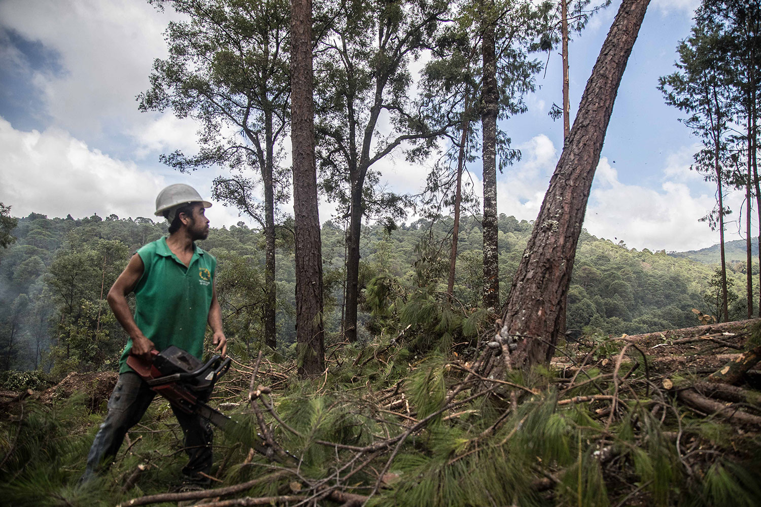 Ejido La Selva: manejar el bosque para el bien común