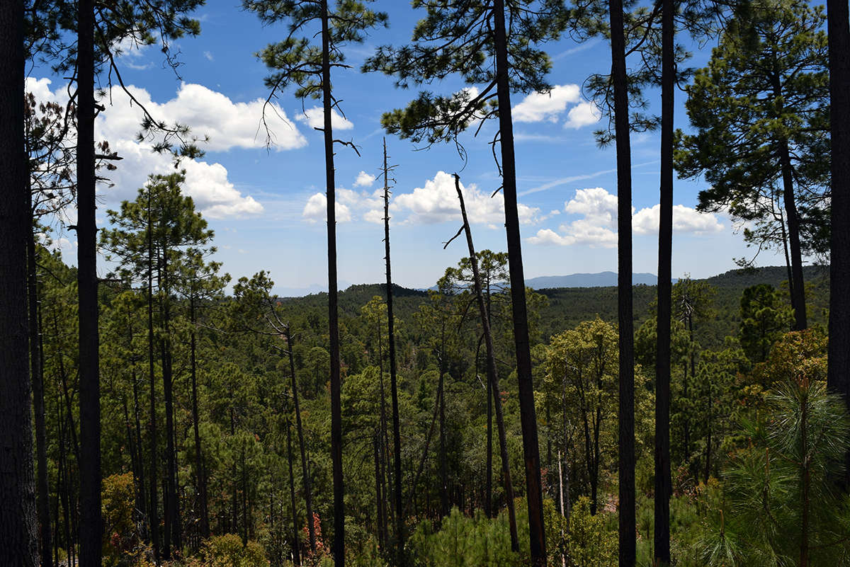 Desarrollo forestal comunitario en Durango, el camino a seguir