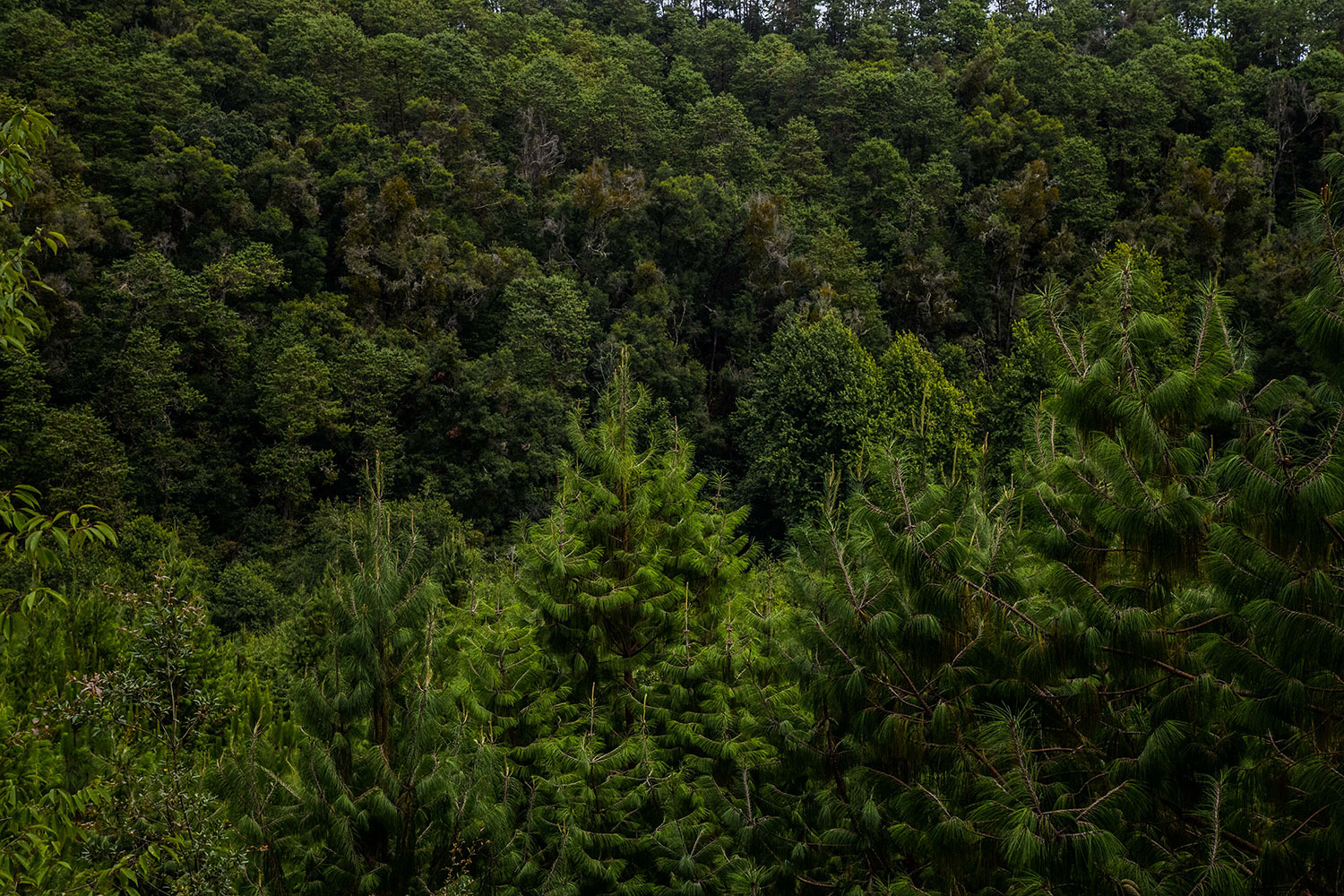 Los cambios recientes en la Ley Forestal incorporan propuestas de organizaciones forestales y de sociedad civil
