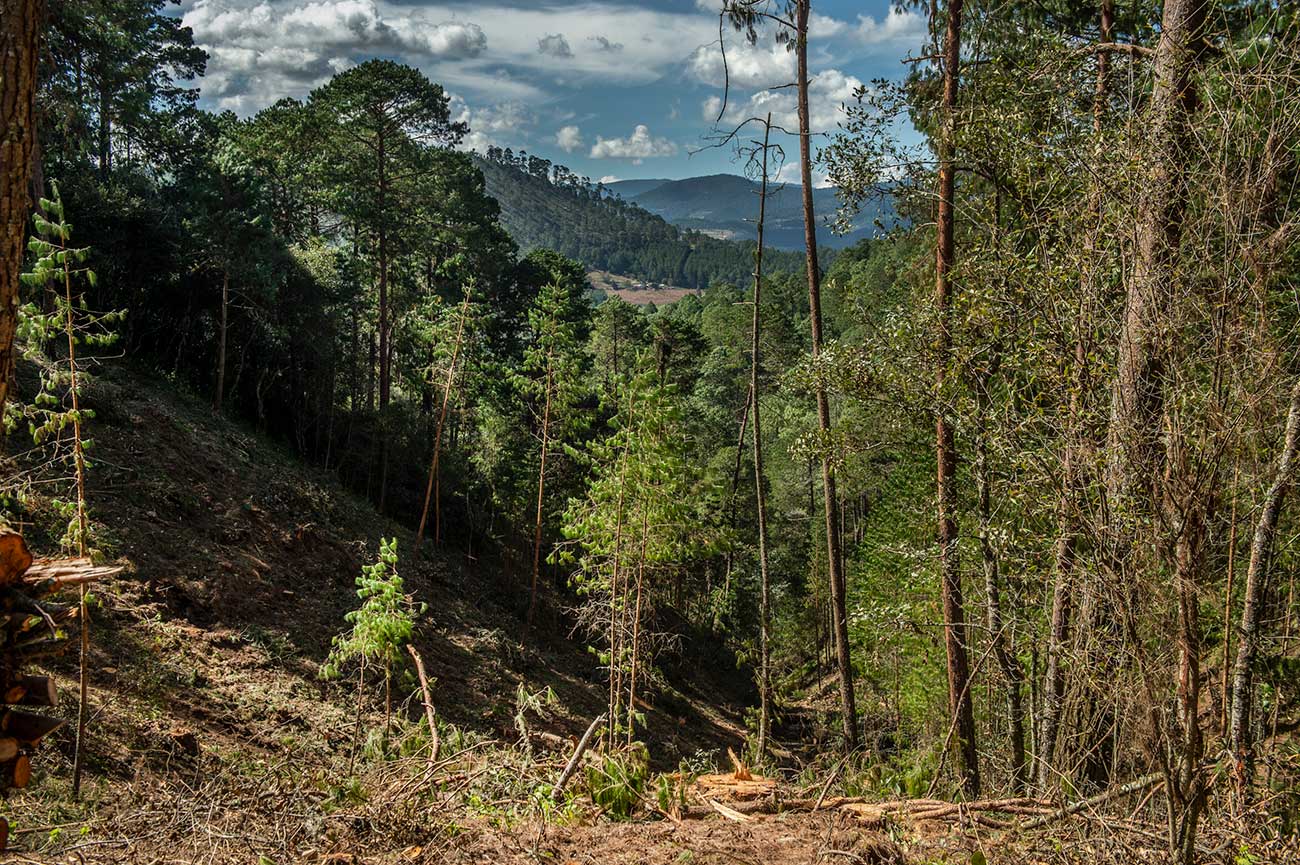 La 4T y los bosques: una política forestal desdibujada