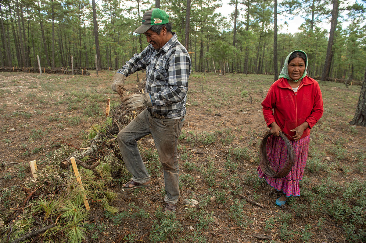 Los pueblos indígenas y los bosques son la clave para enfrentar al cambio climático