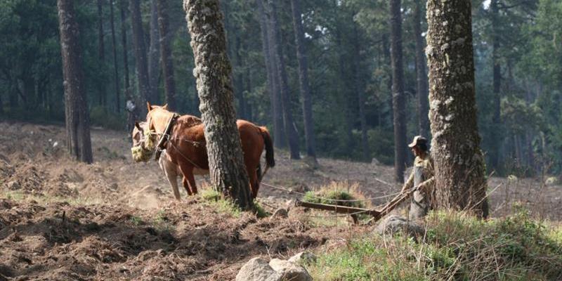Sufren campesinos exclusión en el manejo de sus propios bosques