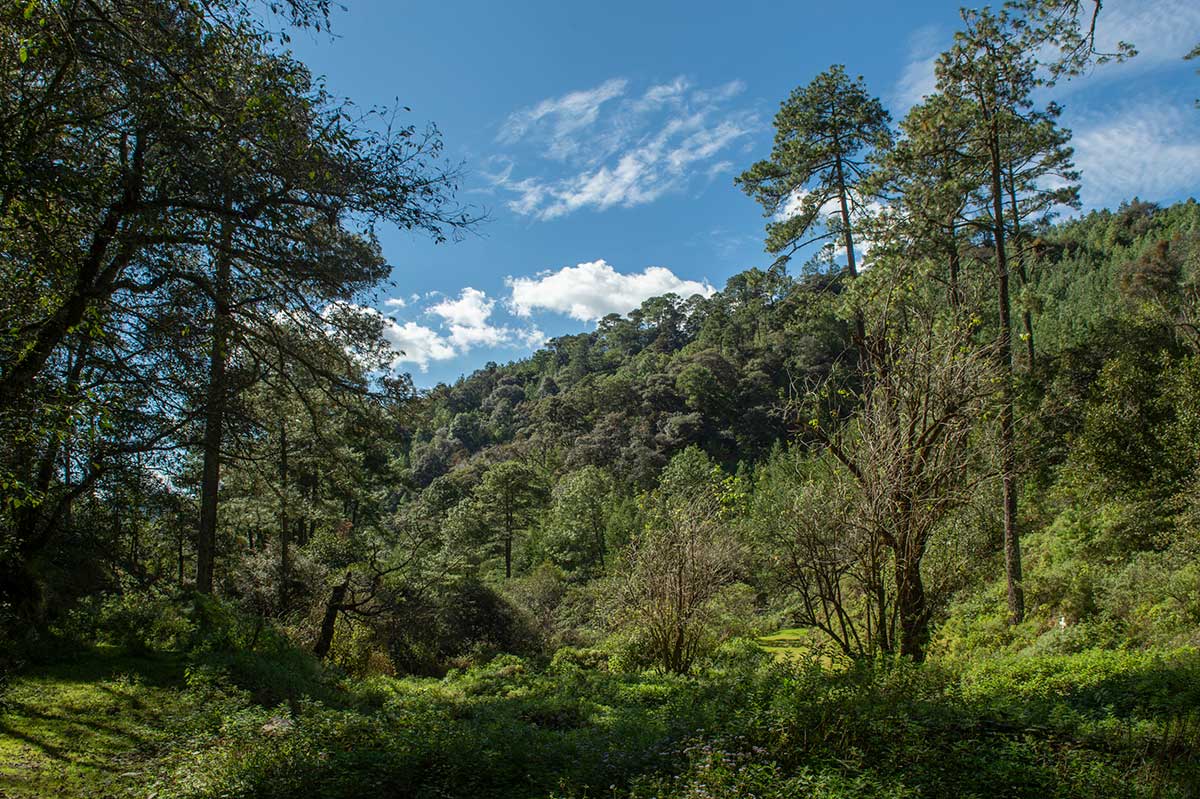 SUSMAI:  La política pública relegó la conservación y el manejo de los bosques