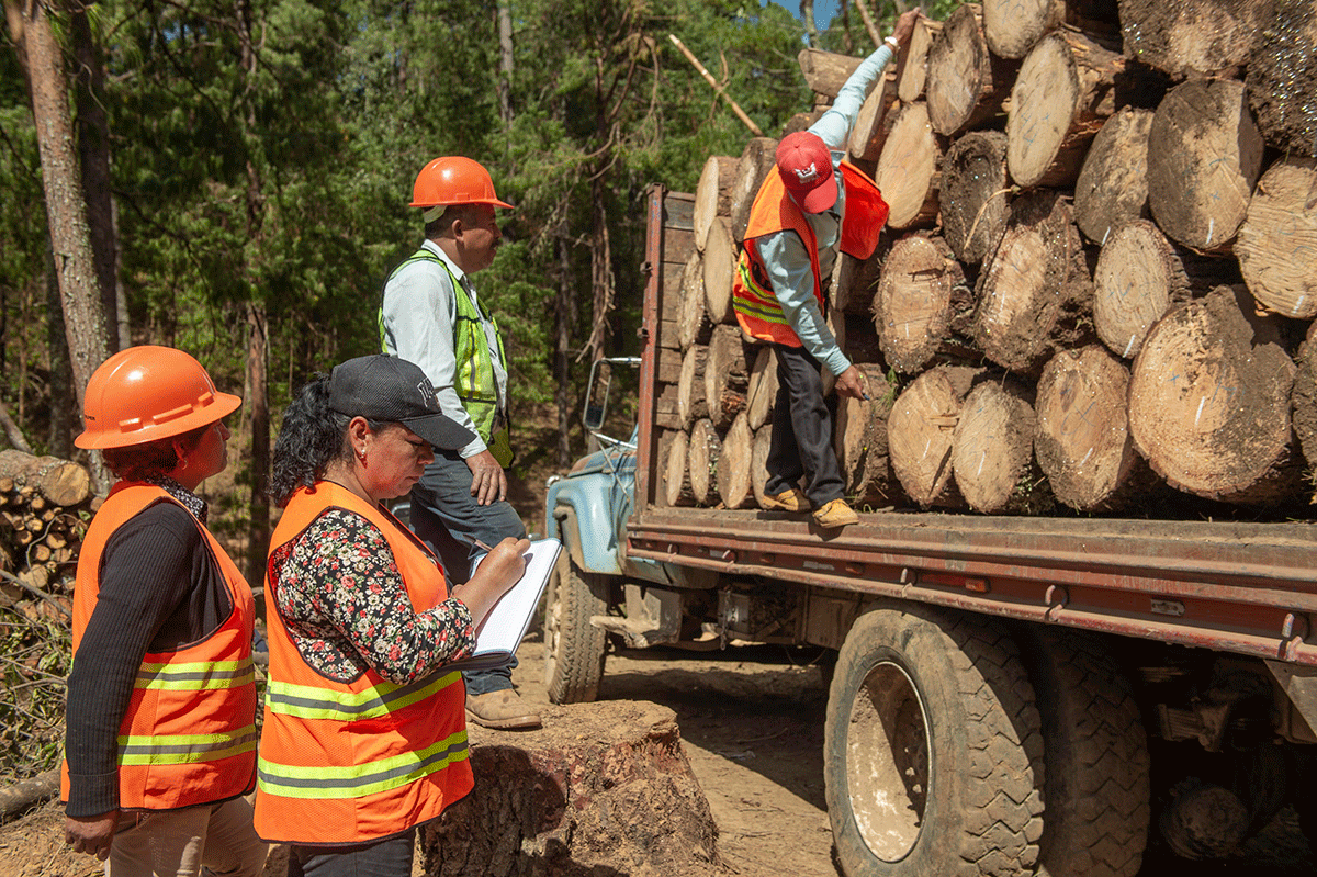 Cruz de Ocote, una empresa forestal comunitaria amenazada por la minería