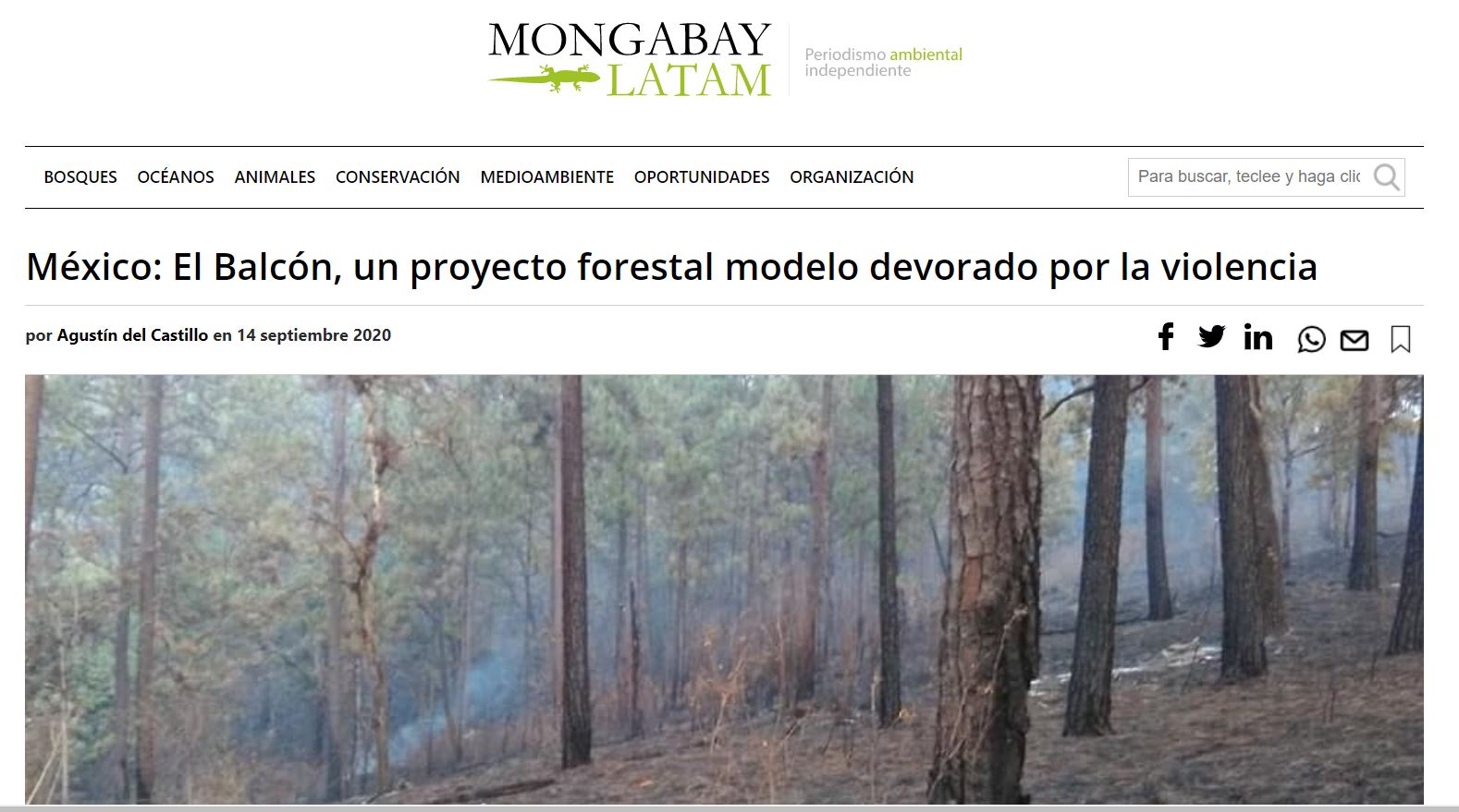 México: El Balcón, un proyecto forestal modelo devorado por la violencia