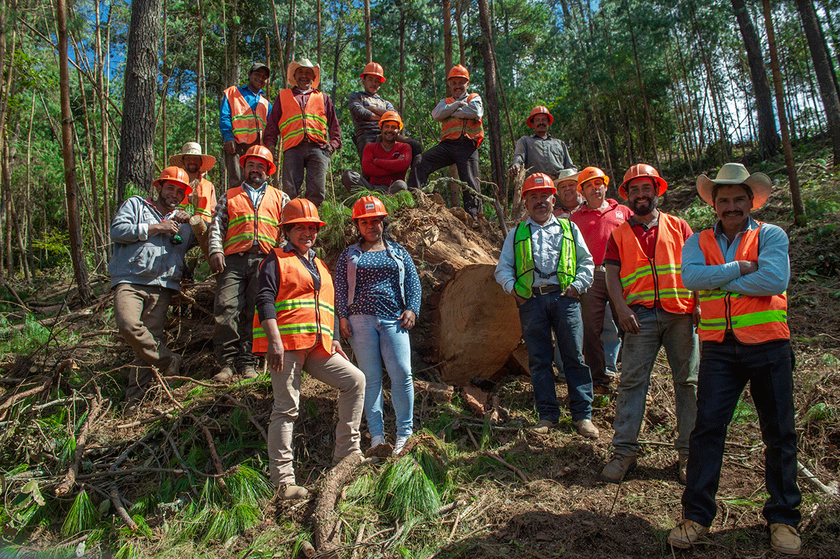 ¿Hacia dónde van los apoyos al sector forestal en la nueva administración?