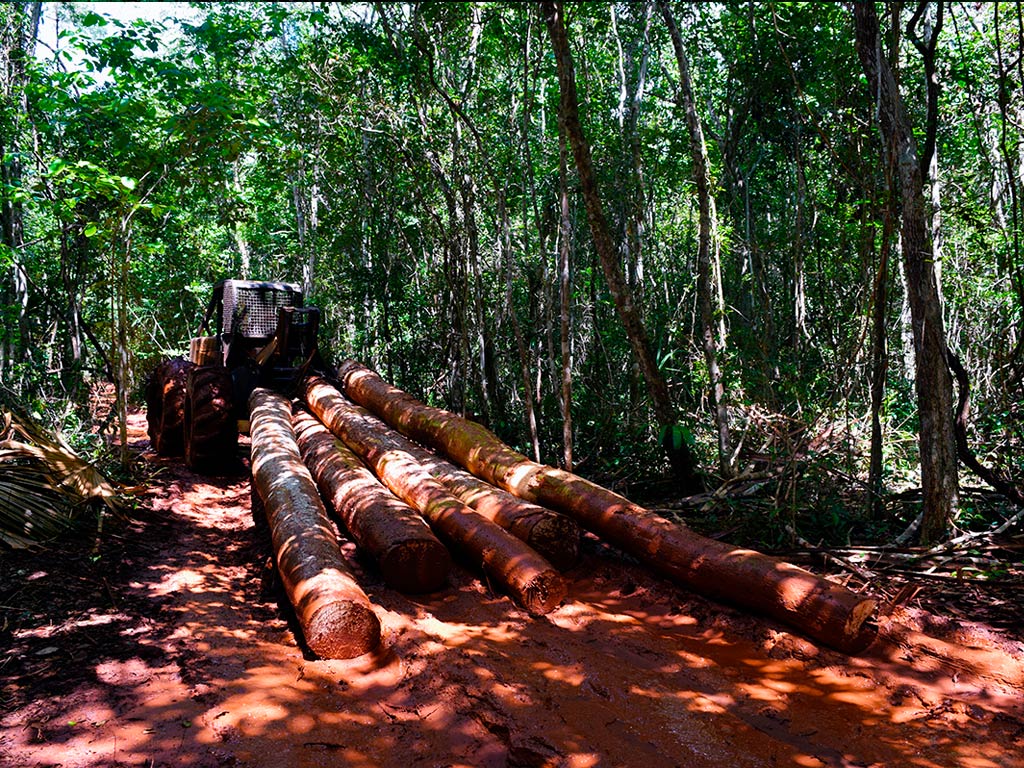 Tala ilegal estanca al sector forestal y merma a las comunidades: Dr. Torres Rojo