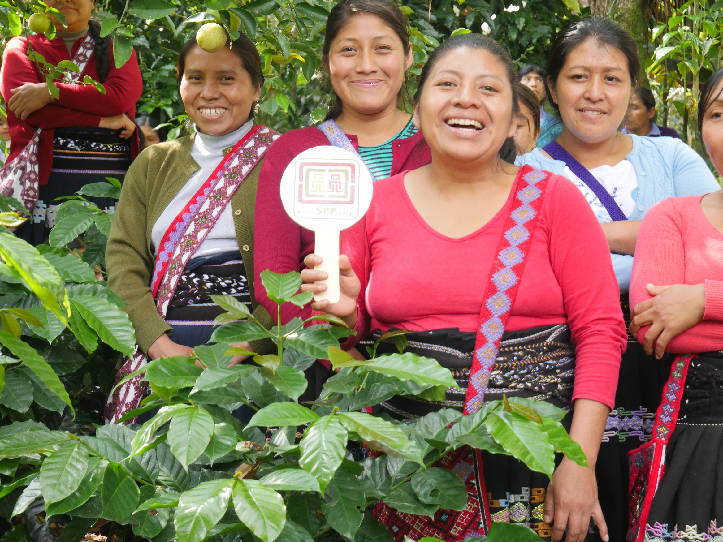 Con 95% de su producción orgánica, la organización de cafeticultores indígenas Unión  Majomut desarrolla estrategia para vender su café en Ciudad de México
