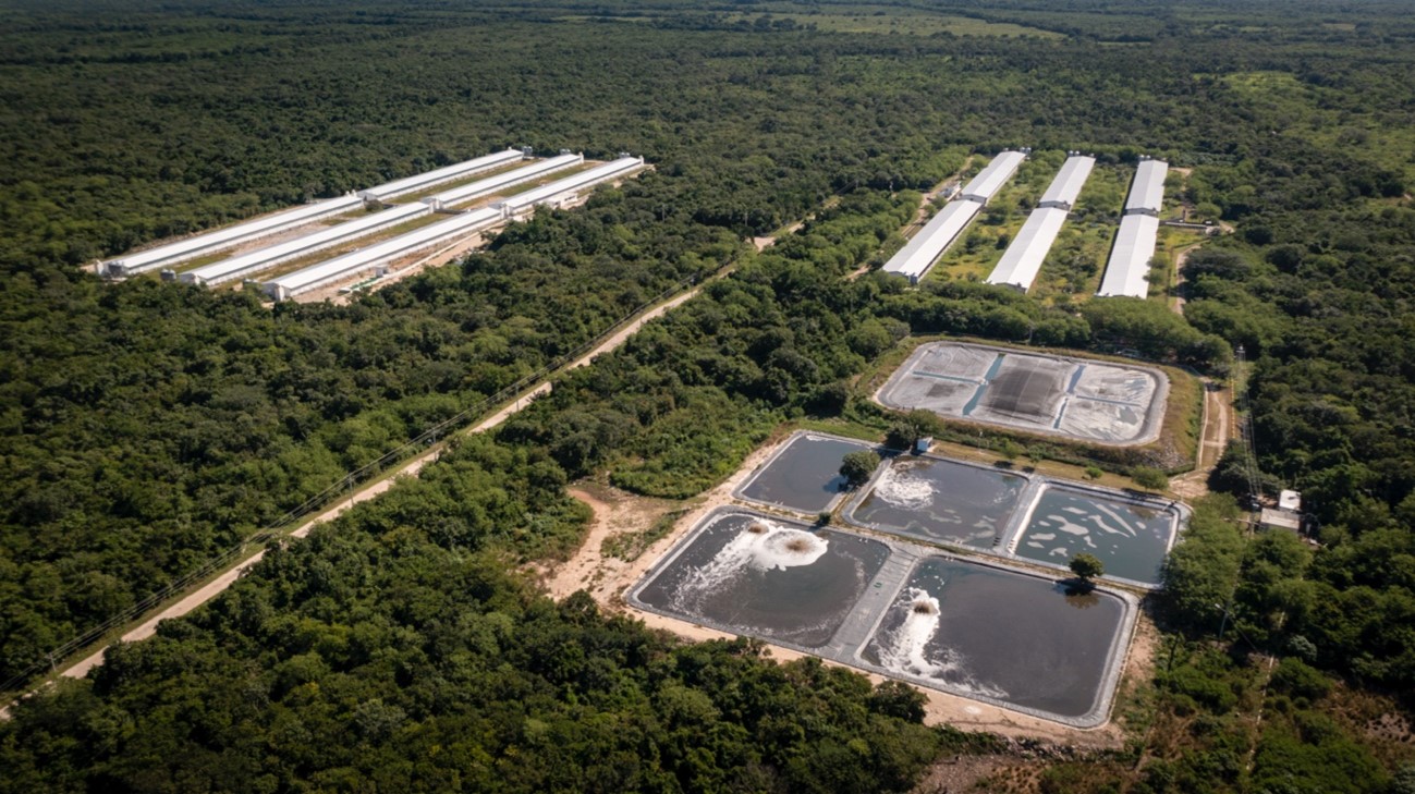 Mega factorías porcícolas: Yucatán, a las puertas de un futuro sin agua, tierra para cultivar o aire respirable
