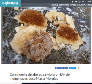 Con muerte de abejas, se violaron DH de indígenas en José María Morelos