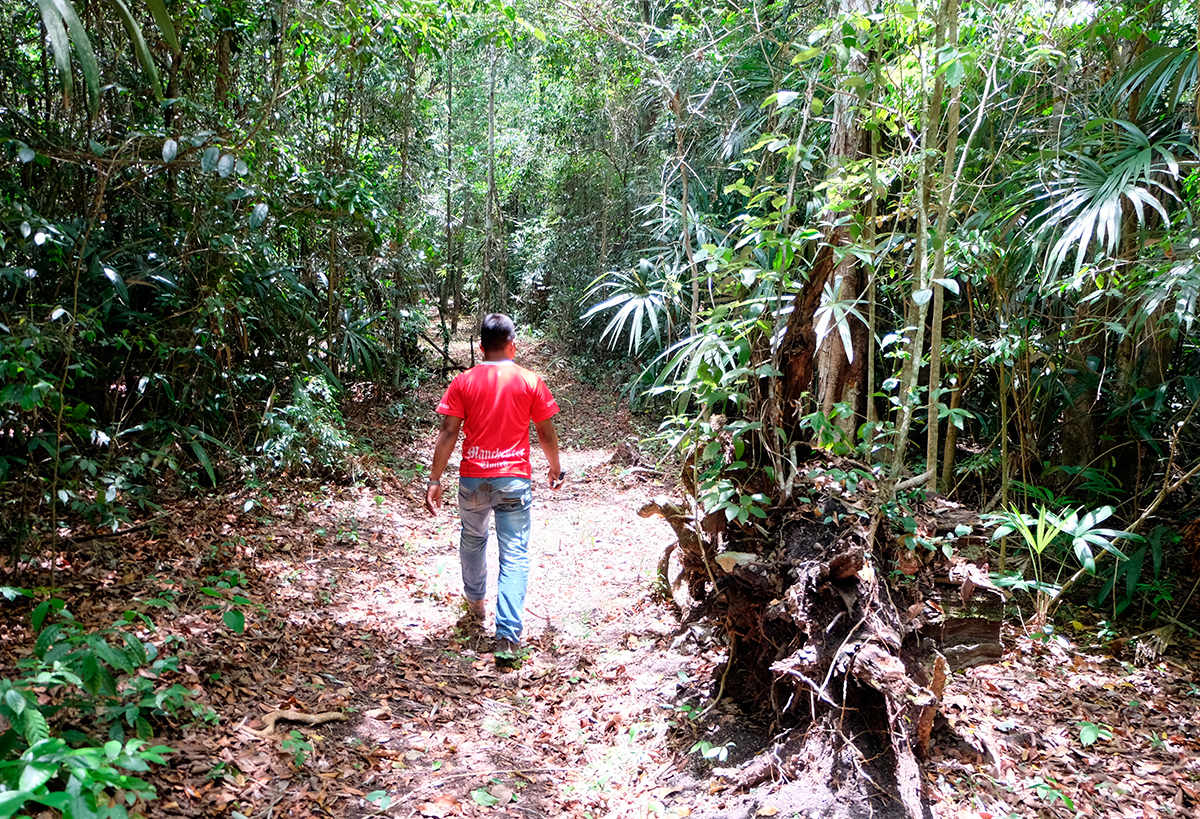Candidatos a la presidencia deben comprometerse con las comunidades forestales para la conservación de bosques y selvas