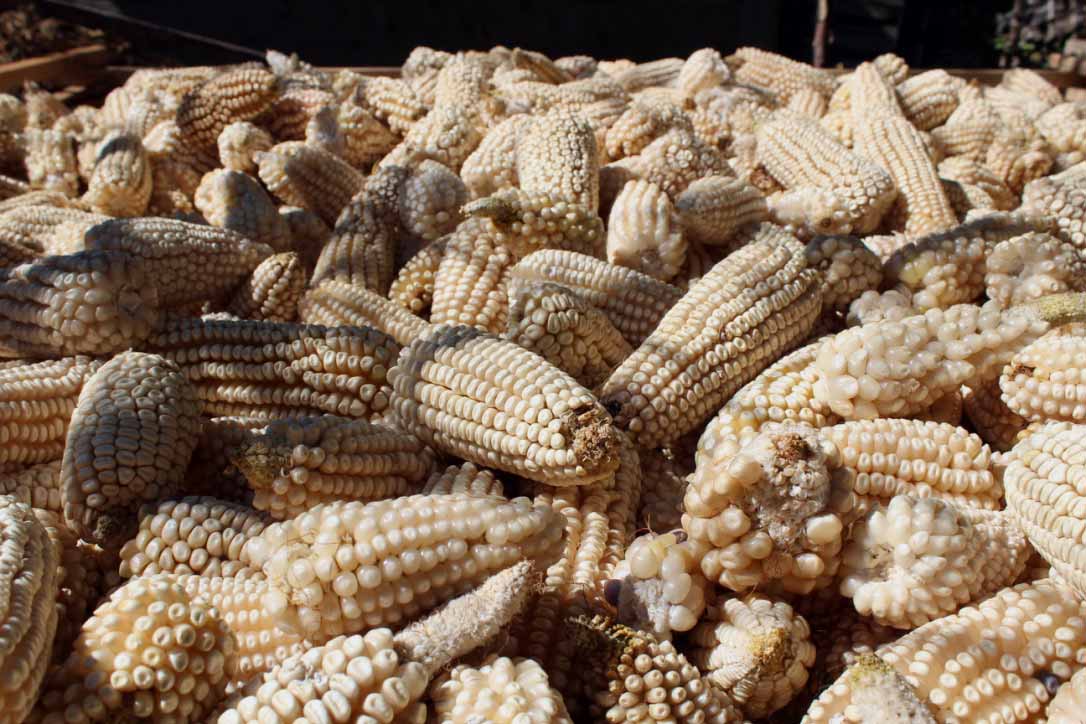Controvertida la aprobación de la Ley para proteger maíz nativo