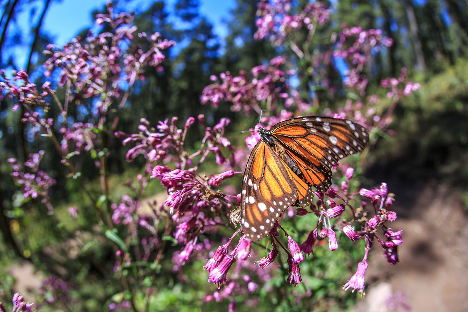 Amenazada la migración de la mariposa Monarca por un proyecto minero de Grupo México