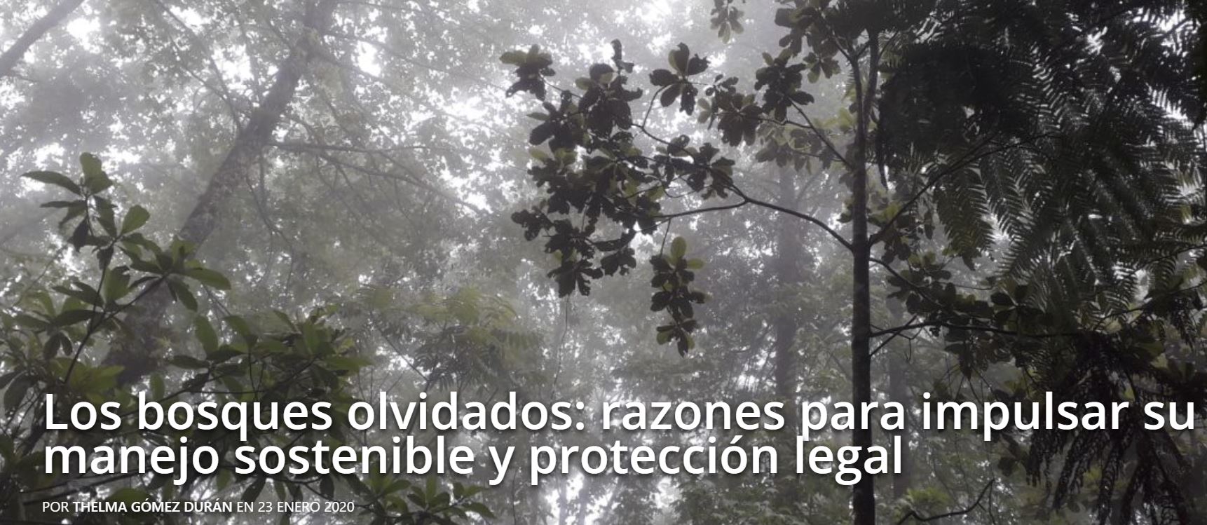 Los bosques olvidados: razones para impulsar su manejo sostenible y protección legal