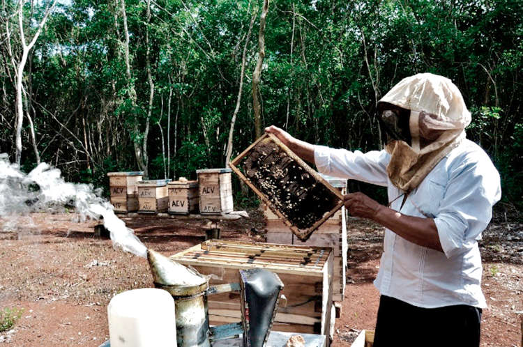 Un joven entusiasta de la apicultura y la agricultura en la selva maya