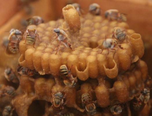 El desarrollo que profana a la Xunáan Kaab: la abeja sagrada maya