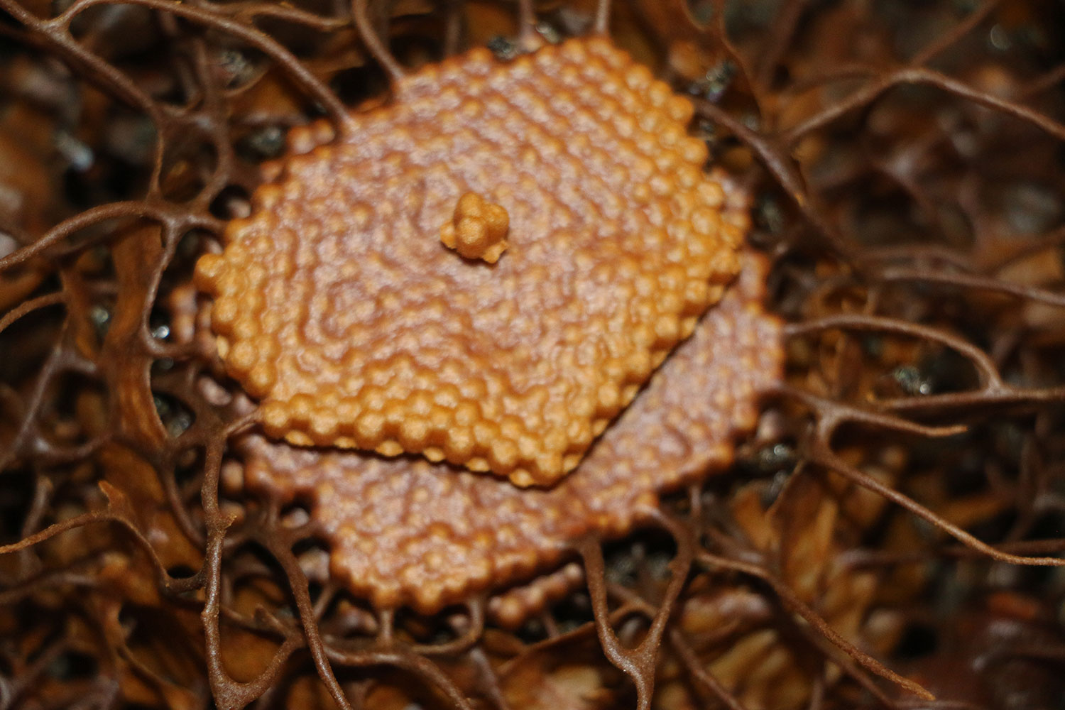 Corenchi: producir miel cuidando los bosques