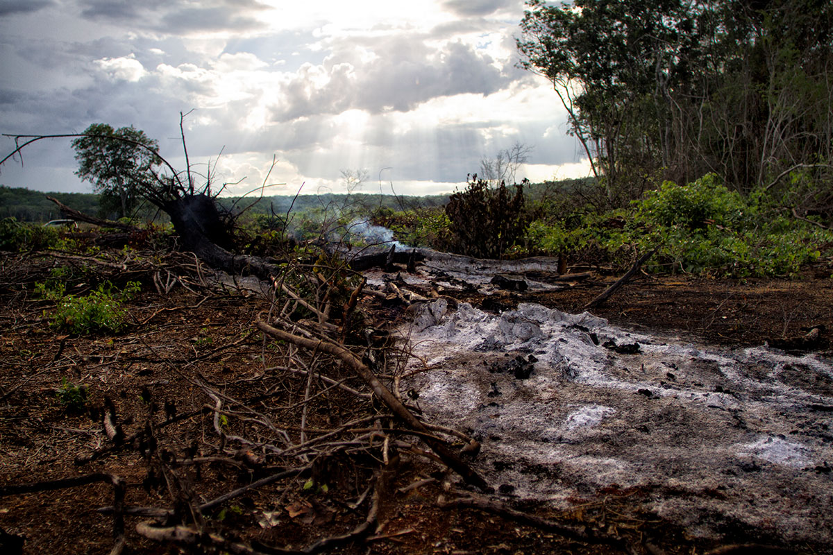 Deforestación, opacidad e ilegalidad caracterizan al proyecto Tren Maya