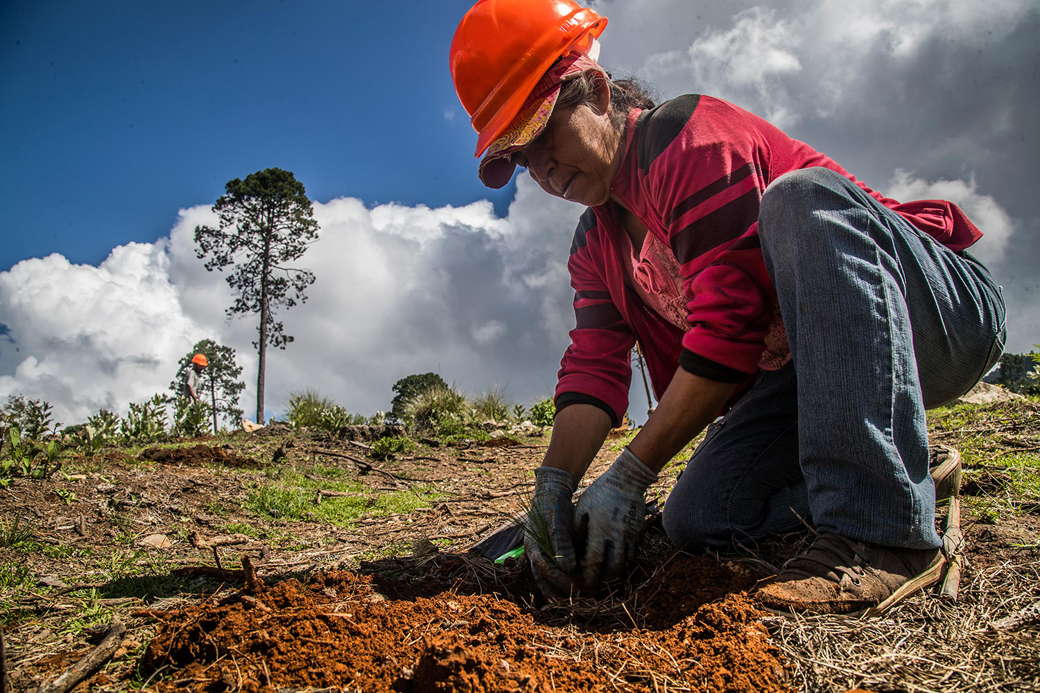 En Hidalgo y Veracruz los ejidos forestales van: diversificación productiva, ingresos adicionales y bienestar local, todo a partir del manejo comunitario de los bosques